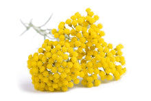 Load image into Gallery viewer, Helichrysum