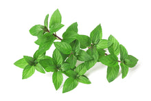 Load image into Gallery viewer, Peppermint