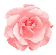 Load image into Gallery viewer, Rose 20