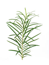 Load image into Gallery viewer, Tea Tree