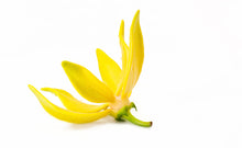 Load image into Gallery viewer, Ylang Ylang