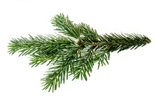 Load image into Gallery viewer, Balsam Fir
