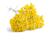 Load image into Gallery viewer, Helichrysum
